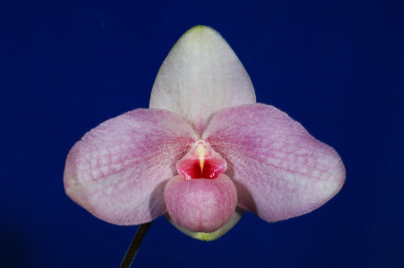 Paph.