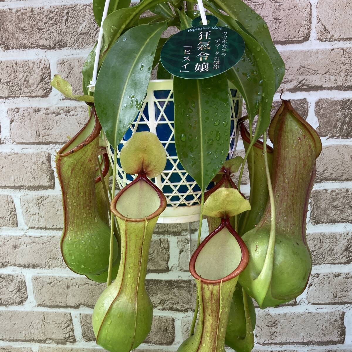 食虫 nepenthes ネペンテス