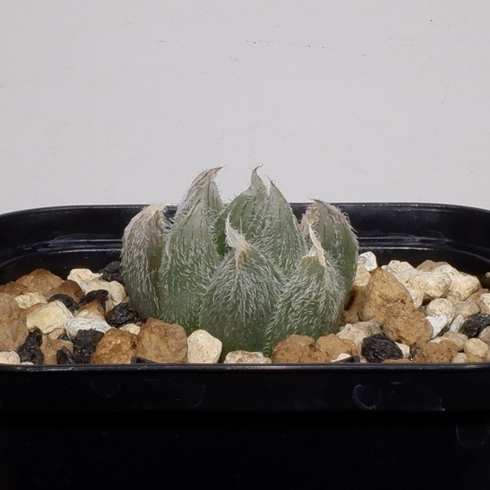 haworthia ハオルチア ハオルシア) IB