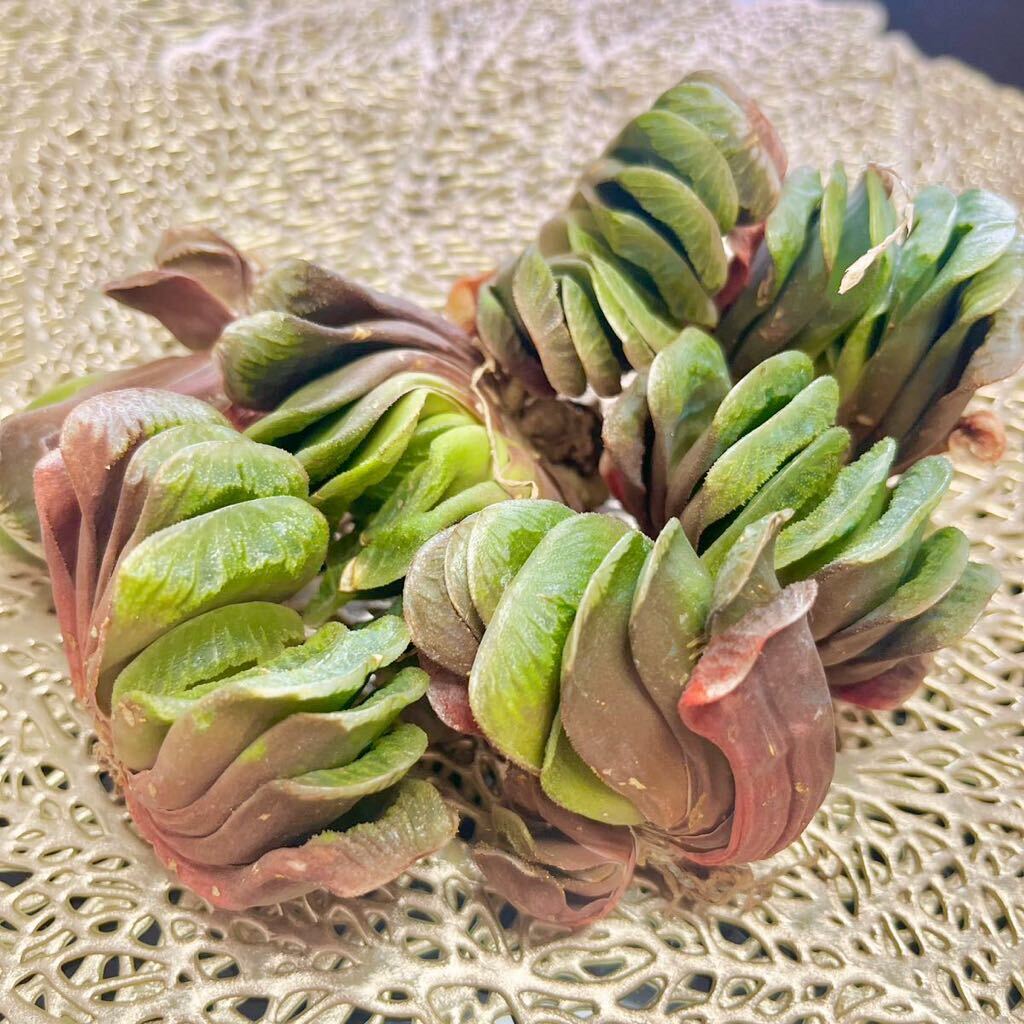 多肉植物：ハオルチア 玉扇 敦盛*幅7cm : 遊恵盆栽 Yahoo!店