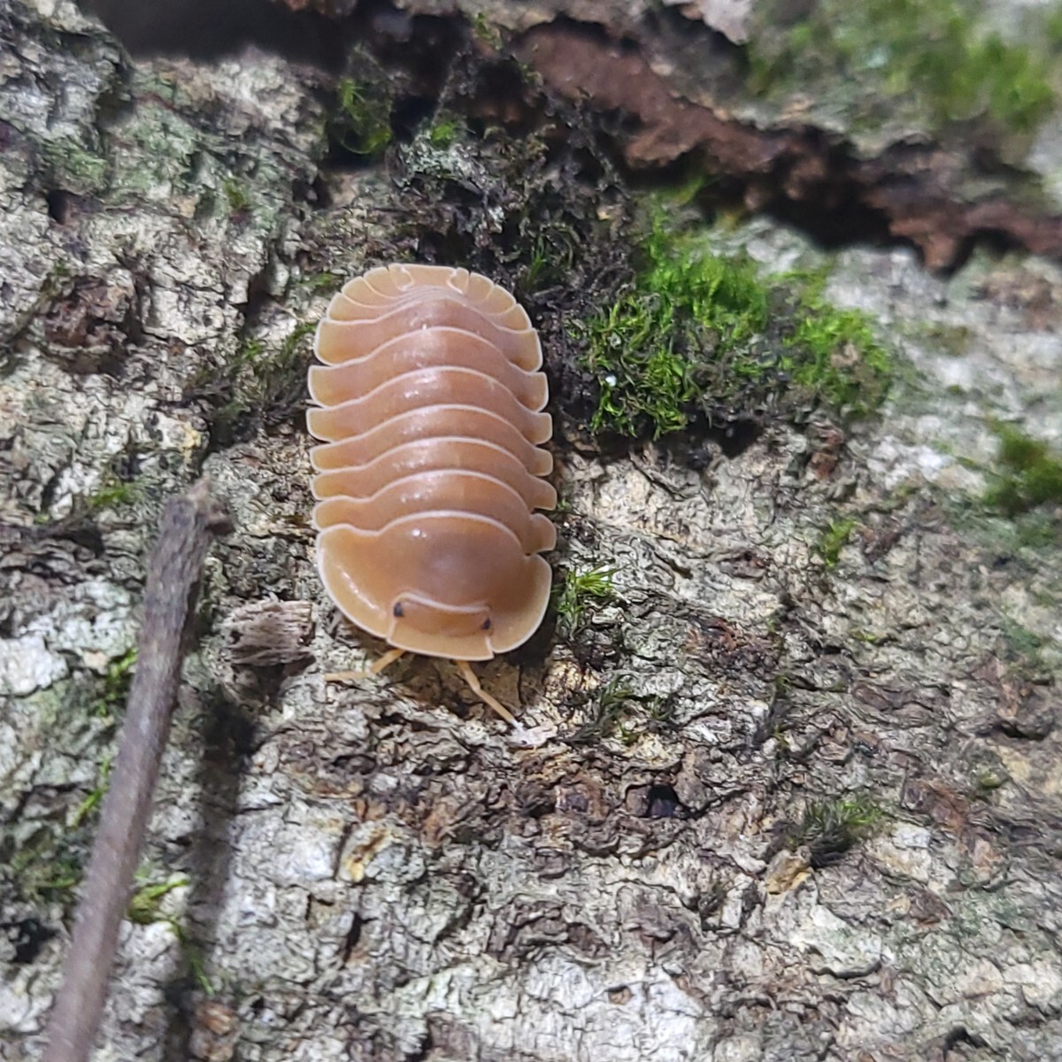 5匹+α スカーレット メルラネラ 成体 ダンゴムシ ワラジムシ ワラダン