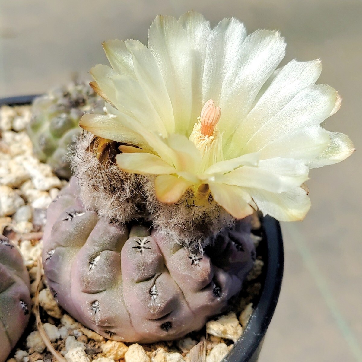 ピロカクタス エリオシケ ブルボカリクス PYRRHOCACTUS