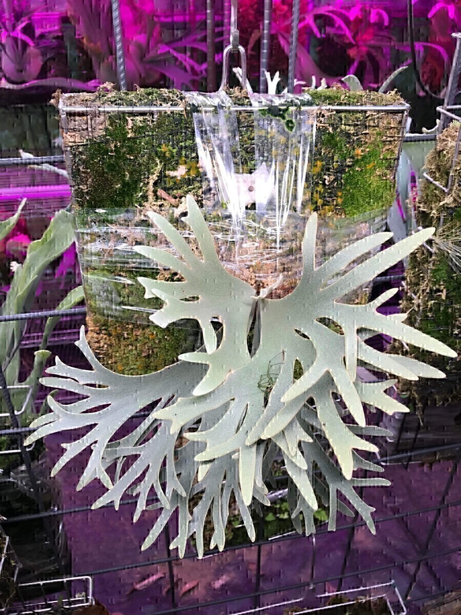LILY ビカクシダ専門店,観葉植物,coffeestand | P. willinckii