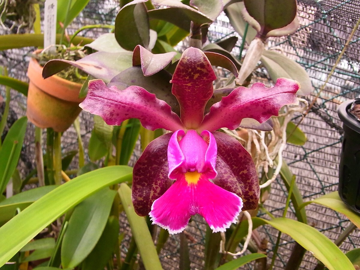 洋蘭原種 Cattleya araguaiensis 良株 ラン