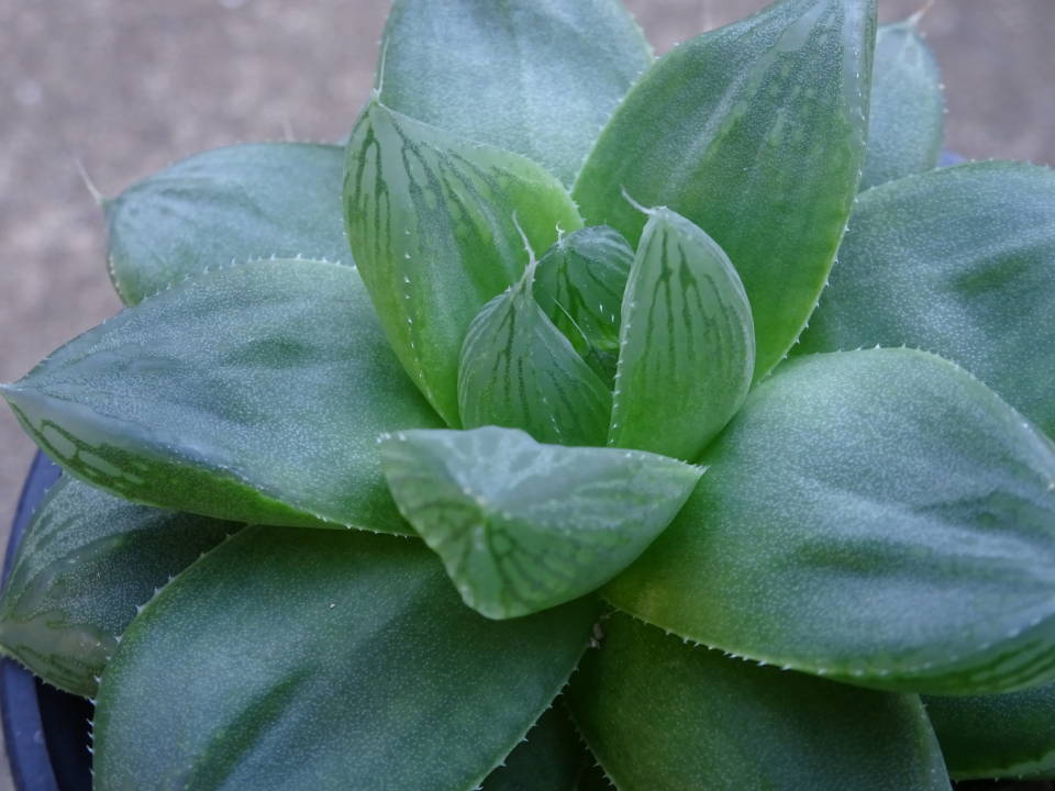 haworthia ハオルチア ハオルシア) ib