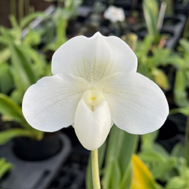 Paph.